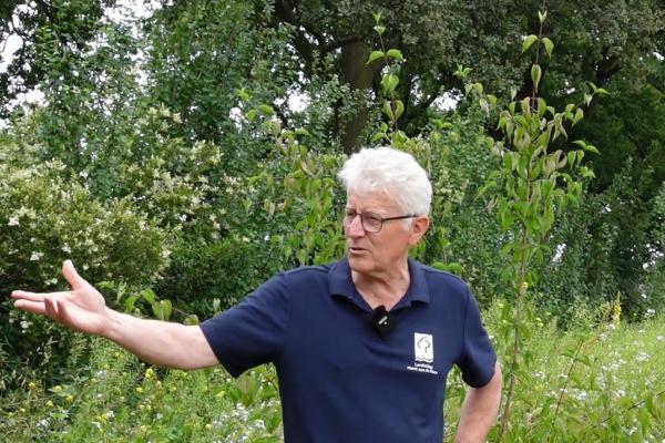 ‘Bomen’ over wilde bijen.