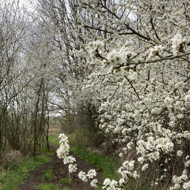 08a. Landschapspad 't Ham