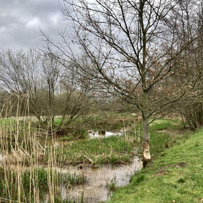 08a. Landschapspad 't Ham
