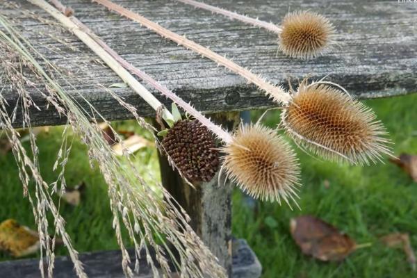 Tuinieren met Romke - Tips voor meer vogels in de tuin