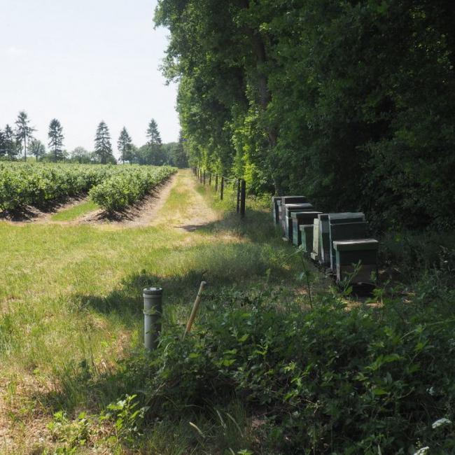 08b. Landschapspad 't Ham en Brommèr