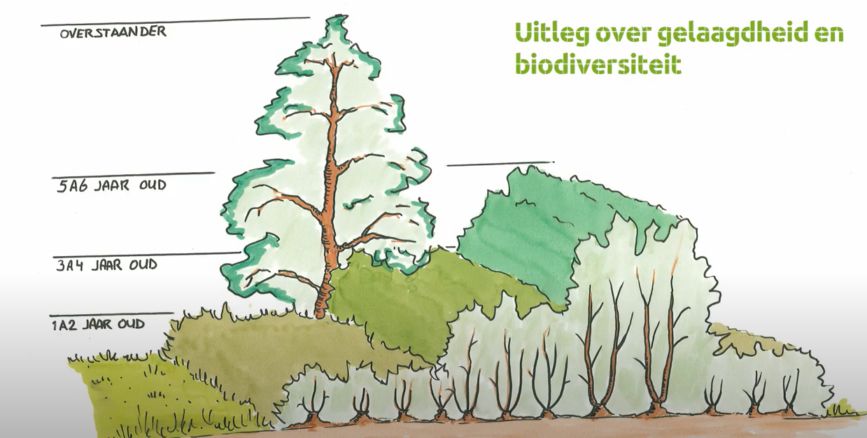 Afzetten van struiken en bomen