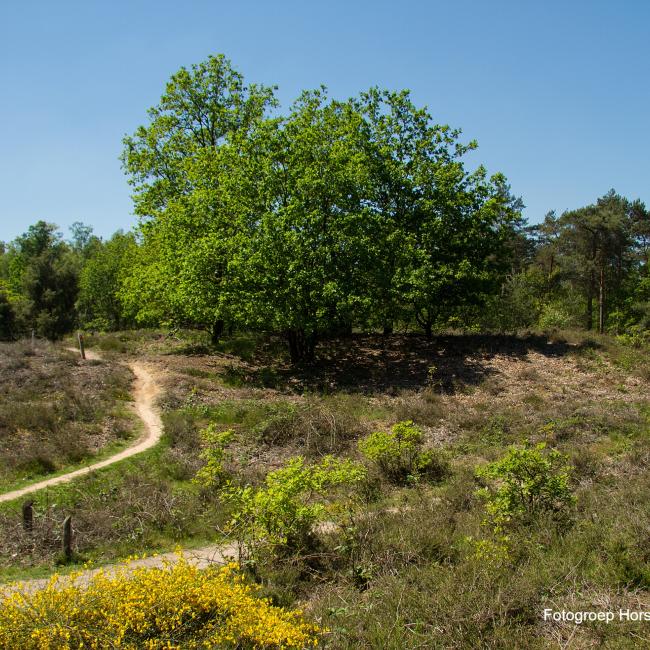 7. Schuitwater en Swolgenderheide