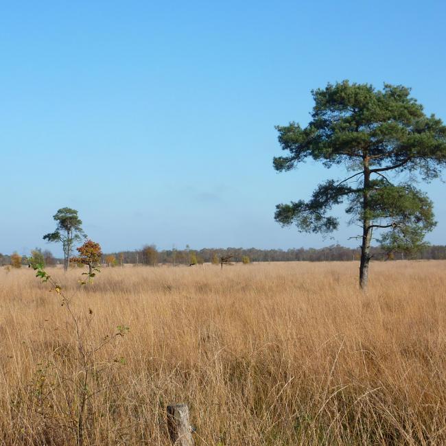 02. Rondje door Peelgebied Mariaveen - Evertsoord