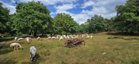 Schapen 2.jpg