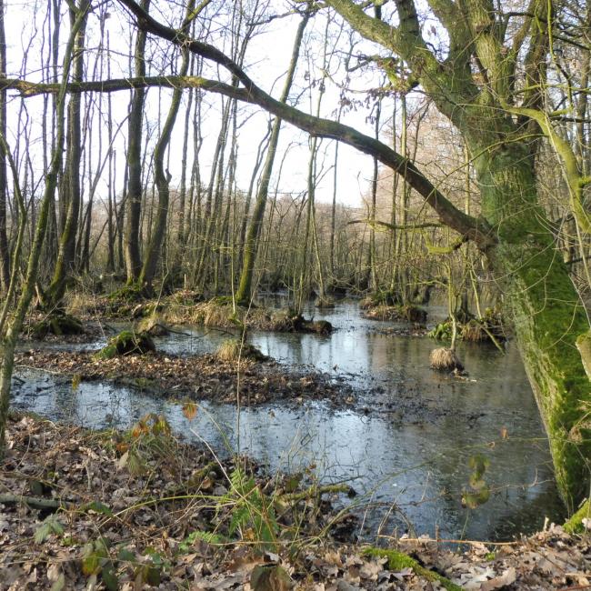 11. Gortmeulepad
