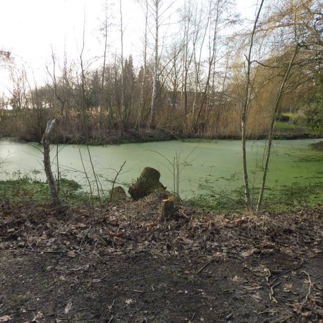 11. Gortmeulepad