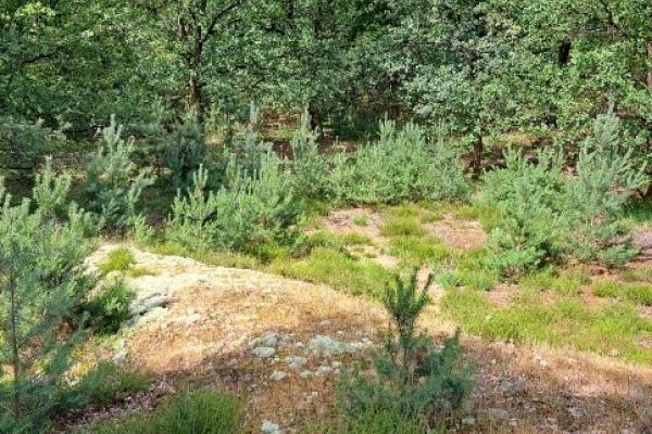 Doe mee op 27 januari : Samen ontwikkelen we een boomheide in de Swolgenderheide.