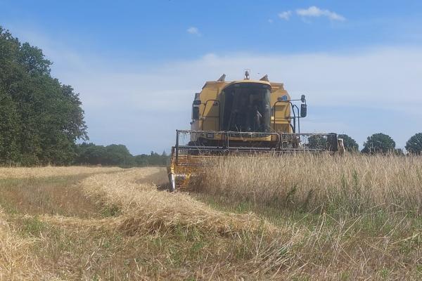 Rogge voor bedreigde akkerplanten.