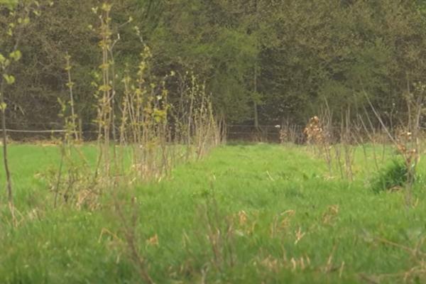 Landschapsbeheer met Jaap en Lex, aflevering Houtsingel