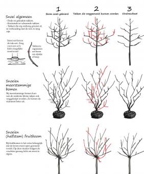 snoeiinstructie bomen na aanplant.jpg