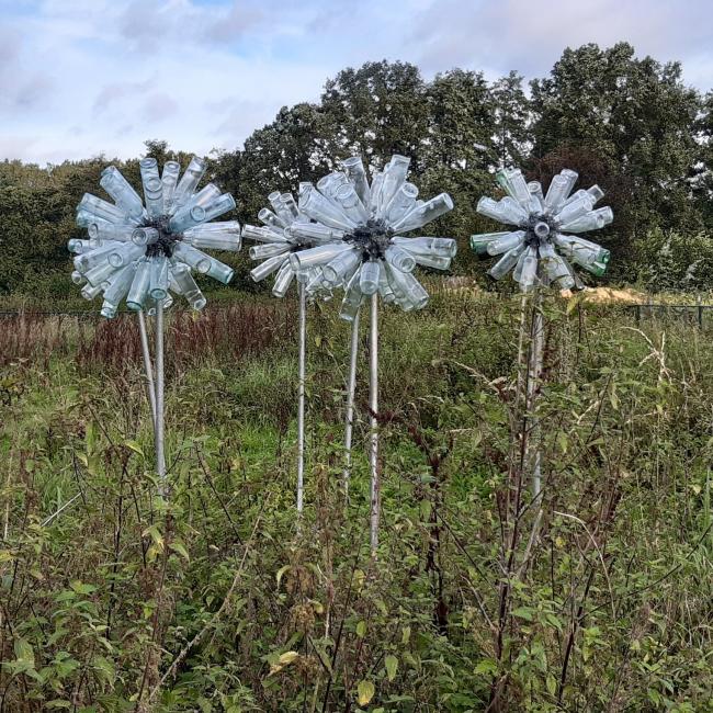 Dandelion-Leeuwentand