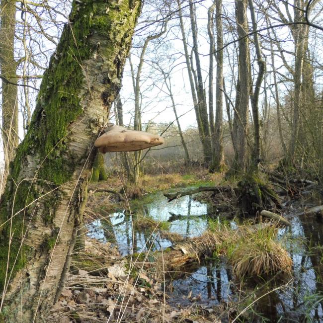 11. Gortmeulepad