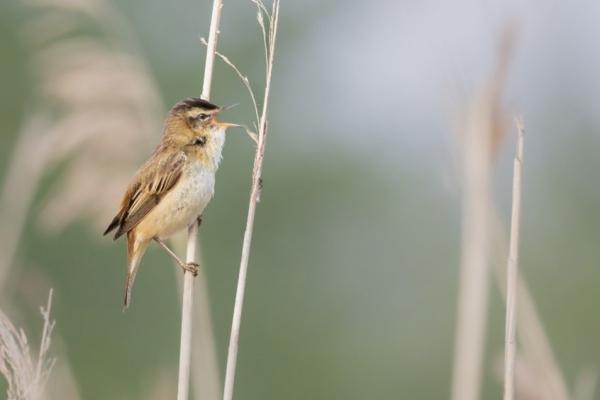 Cursus Vogelherkenning