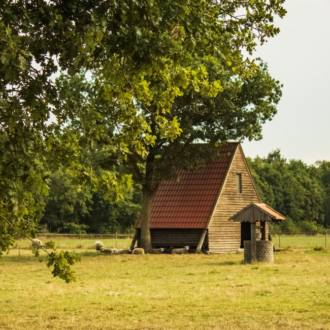 11. Gortmeulepad