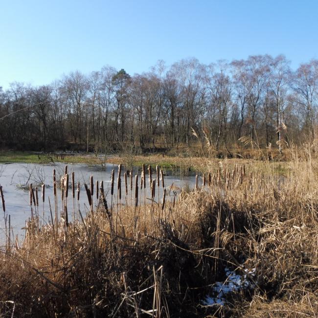 01. Door Peel en Griendtsveen