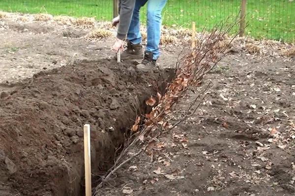 Beukenhaag met blote wortel planten
