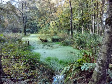 Castenrayse vennen-1.jpg