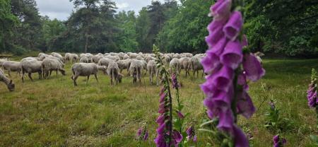 Schapen 3.jpg