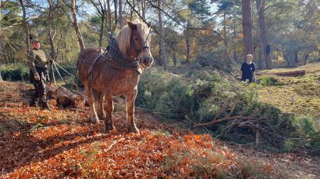 Paard en Ton.jpg