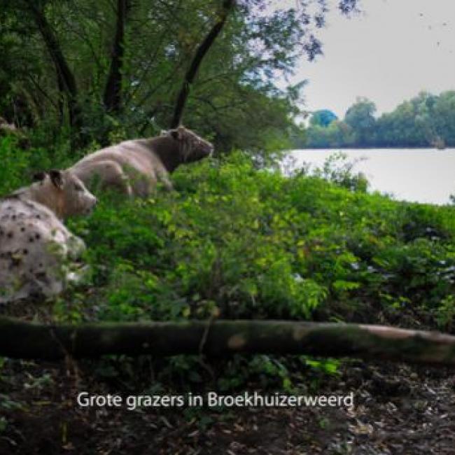 Broekhuizerweerd