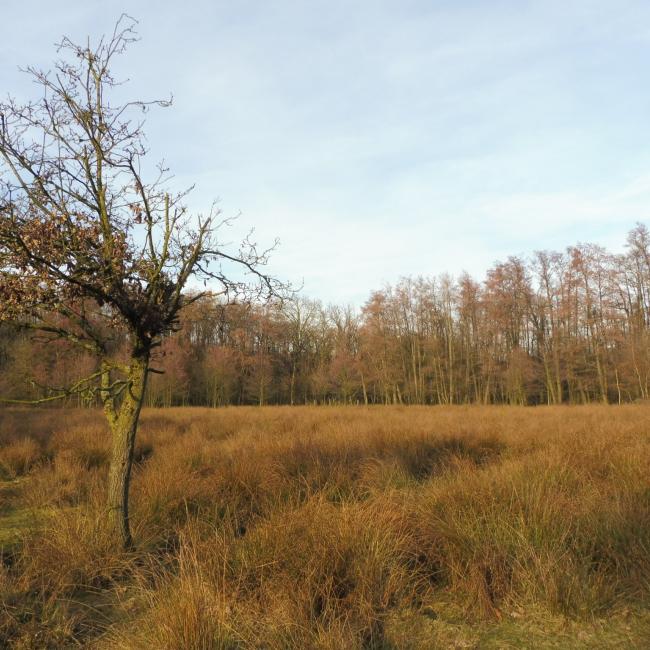 11. Gortmeulepad