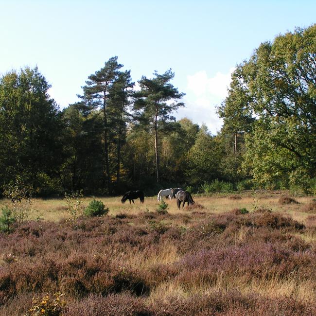 16. Stempel van de Maas
