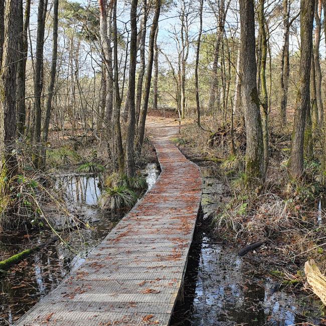 7. Schuitwater en Swolgenderheide