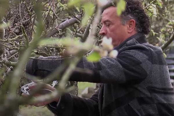 Hoe kun je een fruitboom snoeien? - Tuinieren.nl