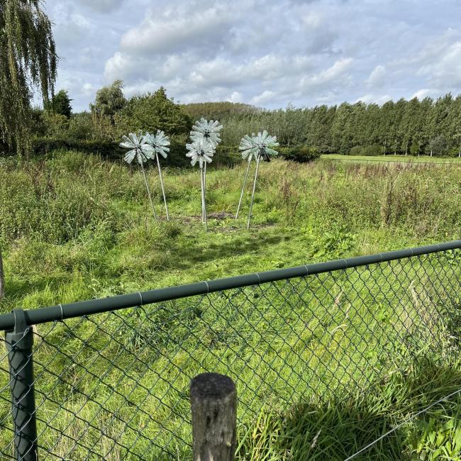 Dandelion-Leeuwentand