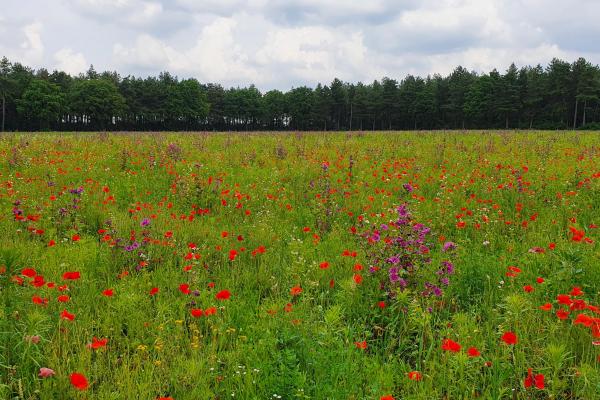Bloemstroken inzaaien