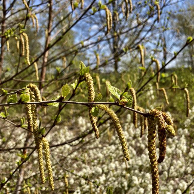 Ommetje Steegberg