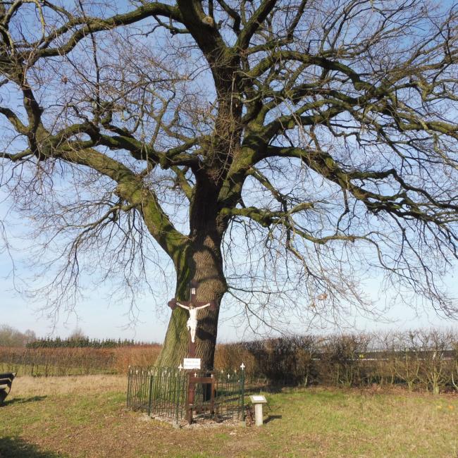 11. Gortmeulepad