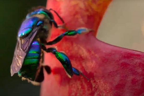 Our Planet - Wat is biodiversiteit?