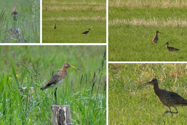Weidevogel succes op “Jan Gijsberts ziene plak”