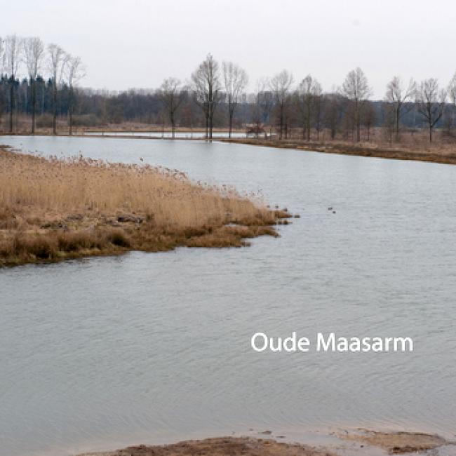 Oude Maasarm