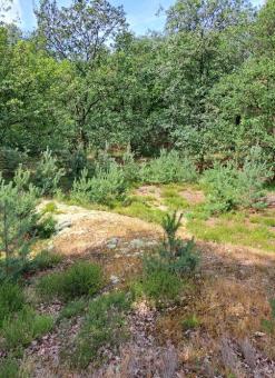 Swolgener heide jan 2024.jpg