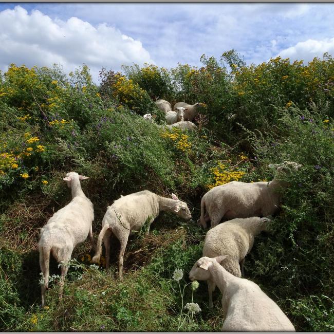 Grondwallen/manchetten