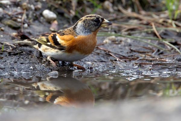 Start cursus vogelherkenning 2026(Volgeboekt)