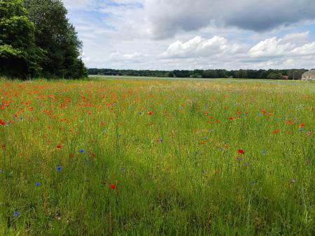 2024-05-28 DeSchaak Rijders.jpg