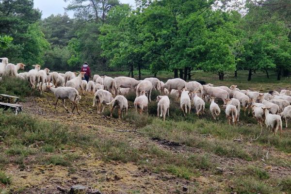 Vrijwilligers en schapen zorgen voor herstel Swolgenderheide
