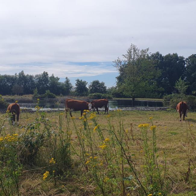 08b. Landschapspad 't Ham en Brommèr