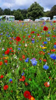 2024-07-01 In de Verte.jpg