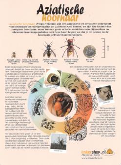 Aziatische hornnaar.jpg